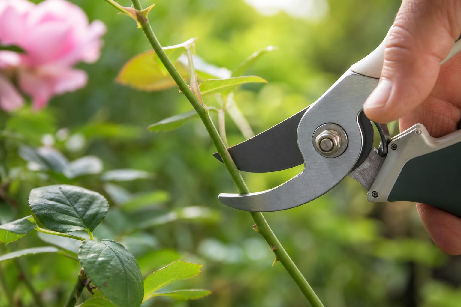 Bypass pruners making a clean angled cut on a green stem in morning light